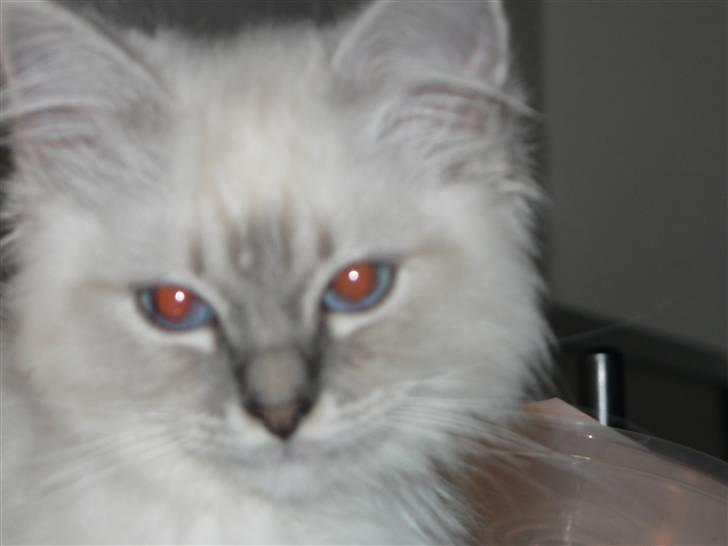 Hellig Birma Lauritz billede 4