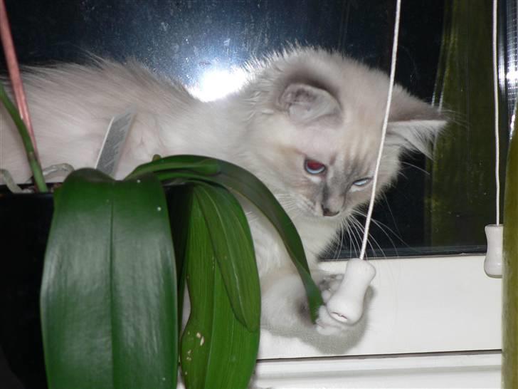 Hellig Birma Lauritz billede 5