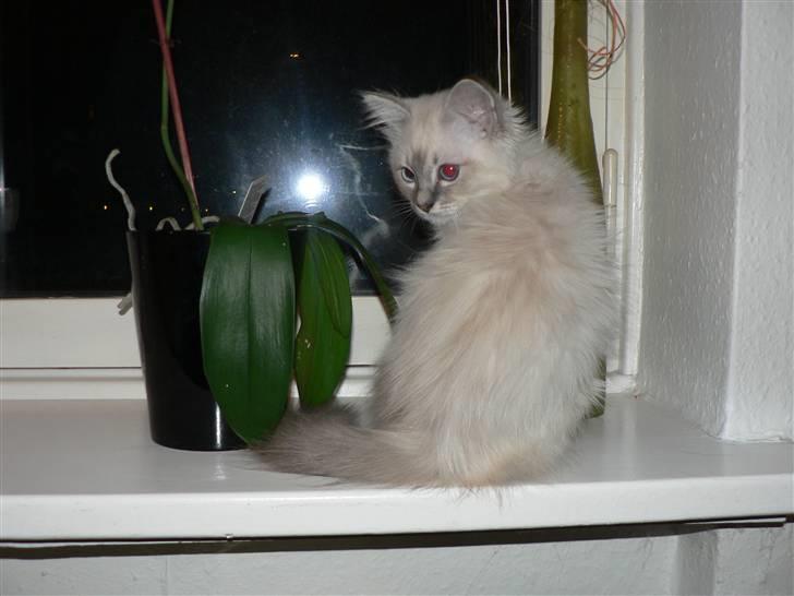 Hellig Birma Lauritz billede 6