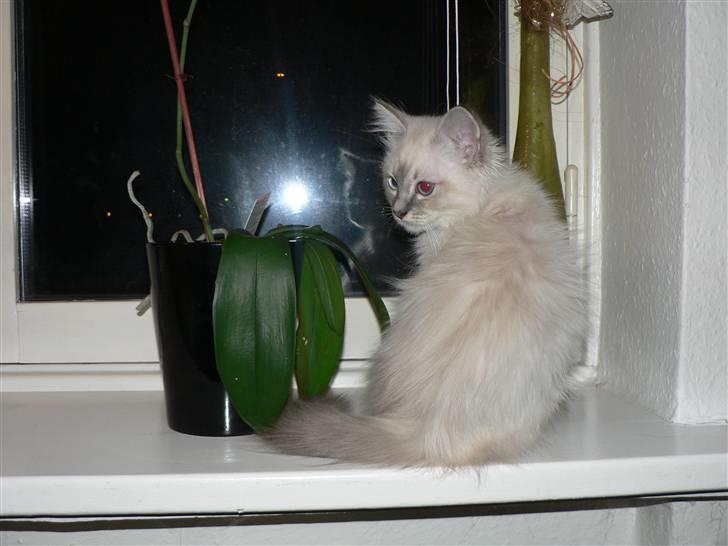 Hellig Birma Lauritz billede 7