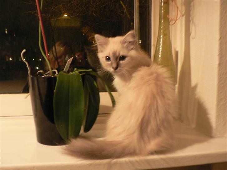 Hellig Birma Lauritz billede 8