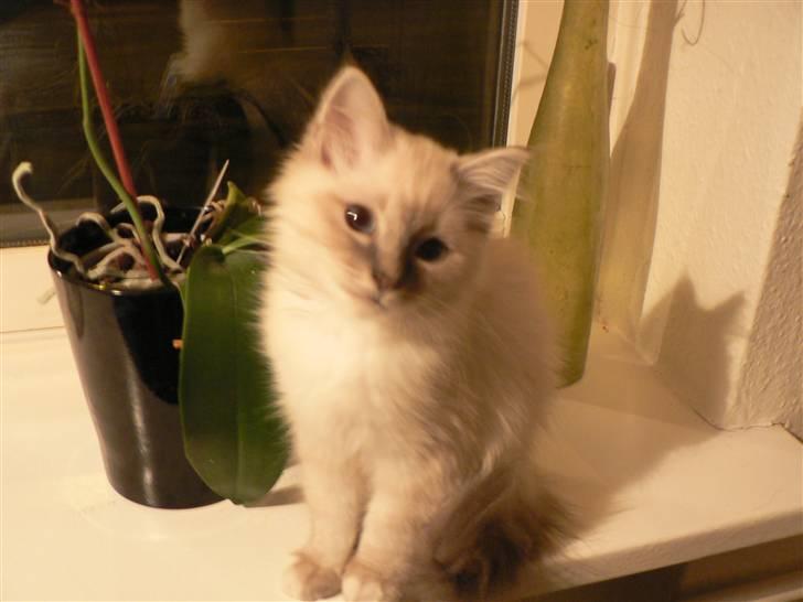 Hellig Birma Lauritz billede 9