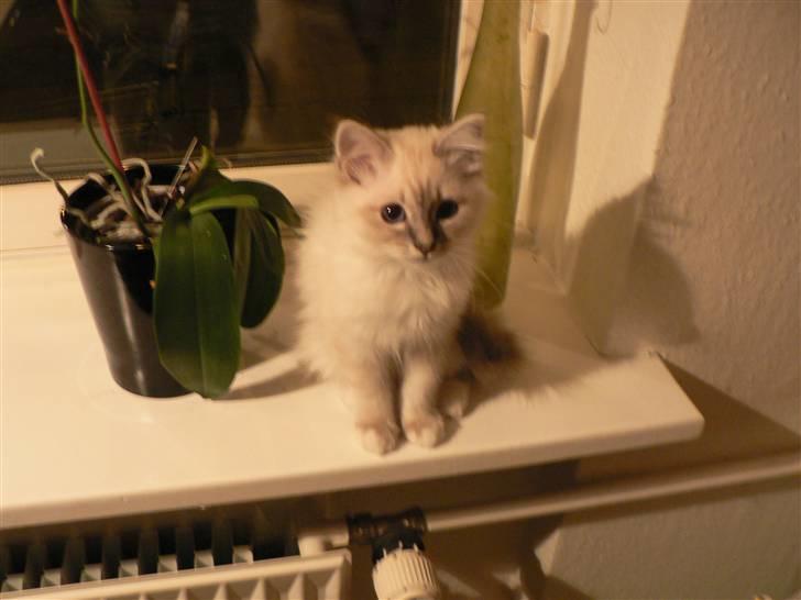 Hellig Birma Lauritz billede 10