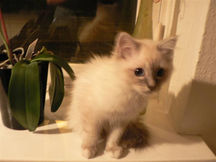 Hellig Birma Lauritz billede 11