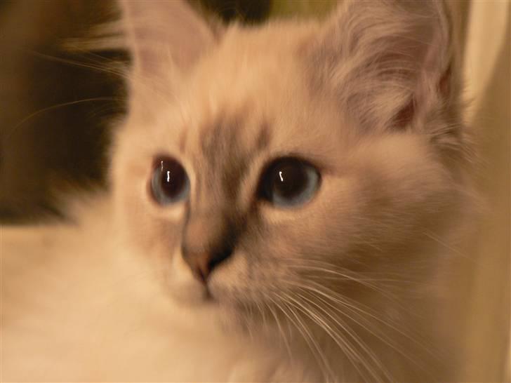 Hellig Birma Lauritz billede 12