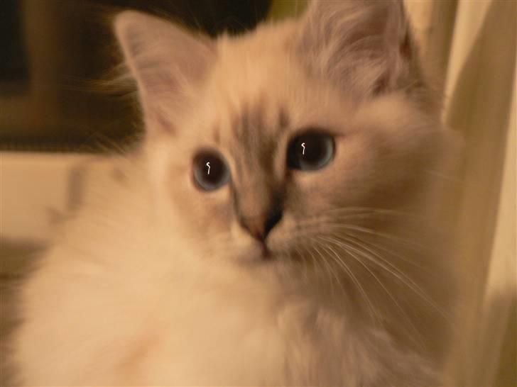 Hellig Birma Lauritz billede 13