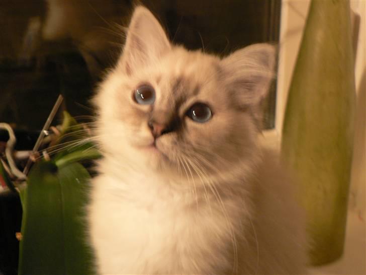 Hellig Birma Lauritz billede 14