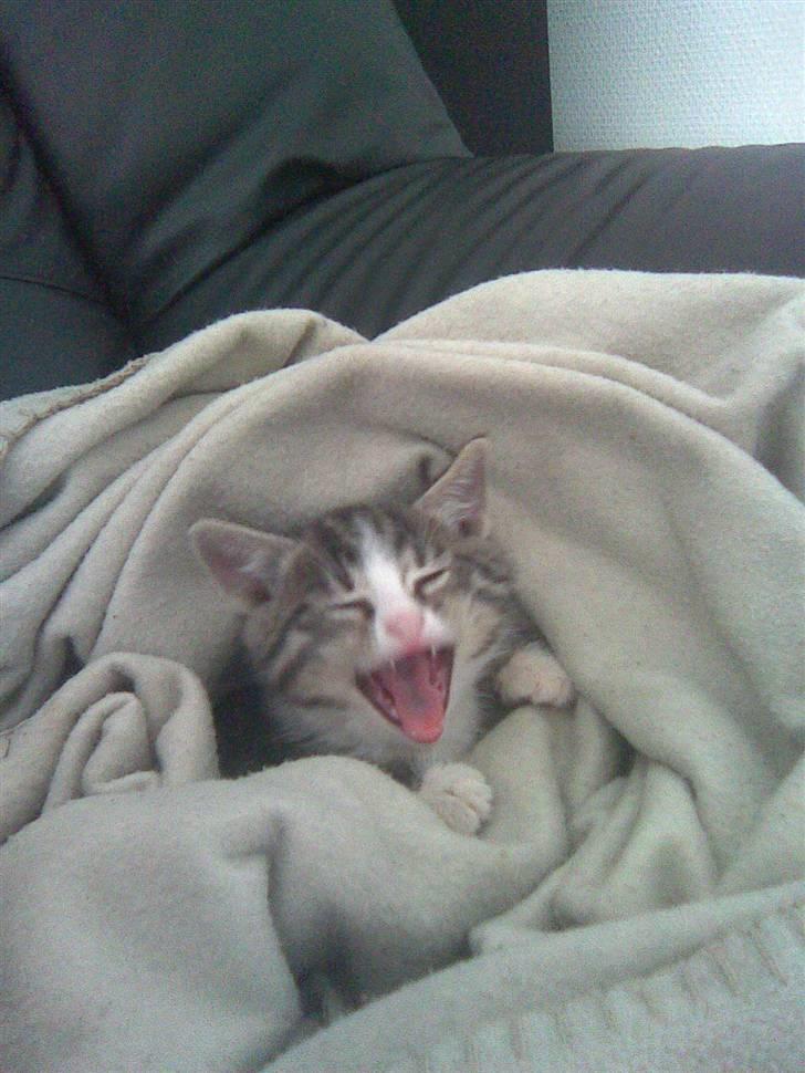 Huskat max - gaaaab billede 6