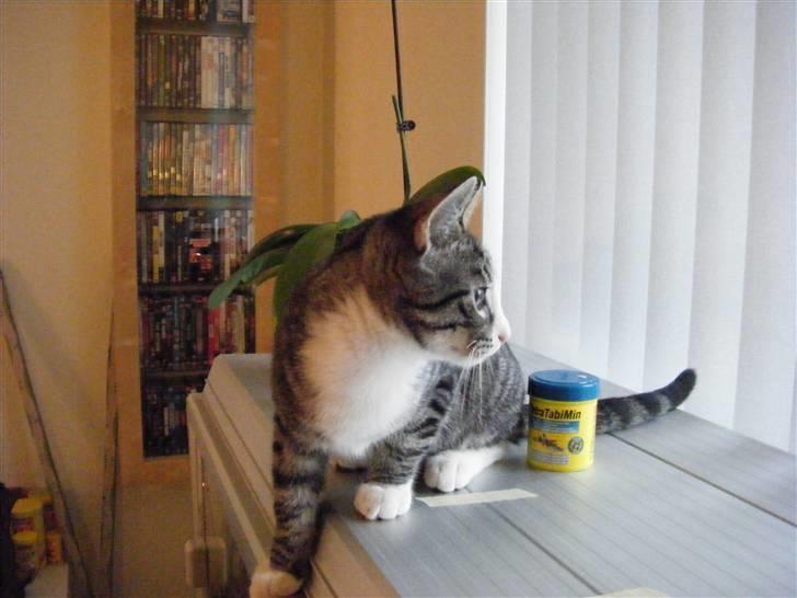 Huskat max billede 7