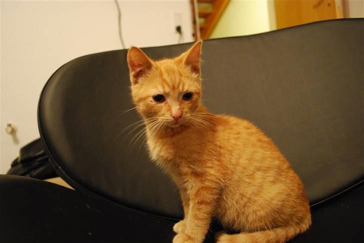 Blanding af racer Elvis billede 1