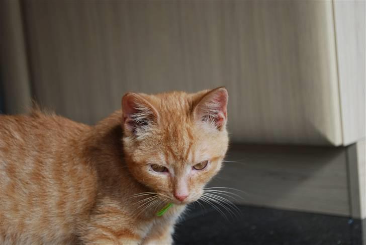 Blanding af racer Elvis billede 2