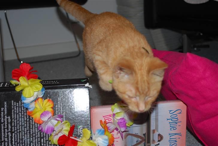 Blanding af racer Elvis billede 3