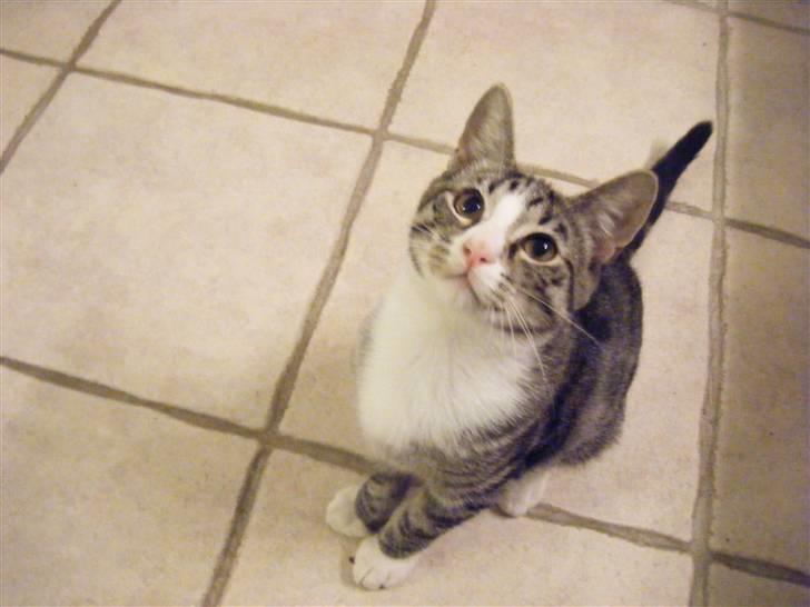 Huskat max billede 8