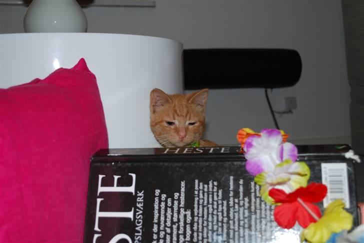 Blanding af racer Elvis billede 4