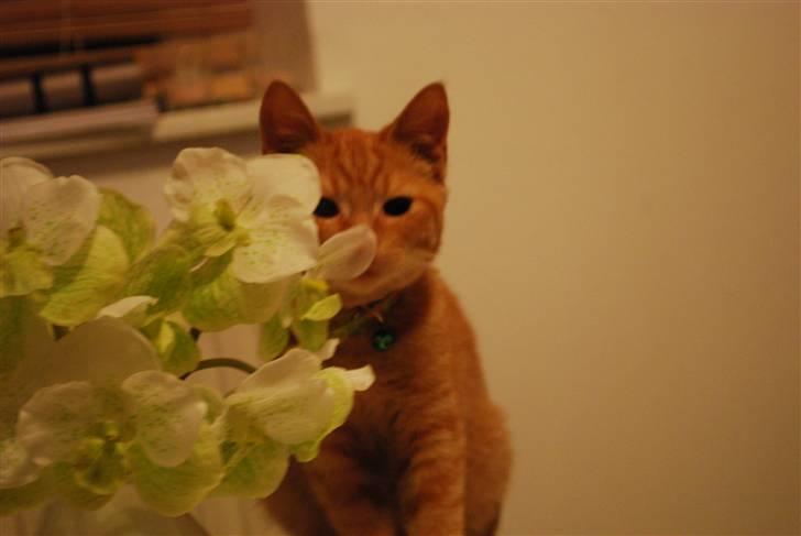 Blanding af racer Elvis billede 5