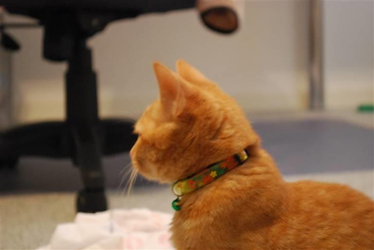 Blanding af racer Elvis billede 6