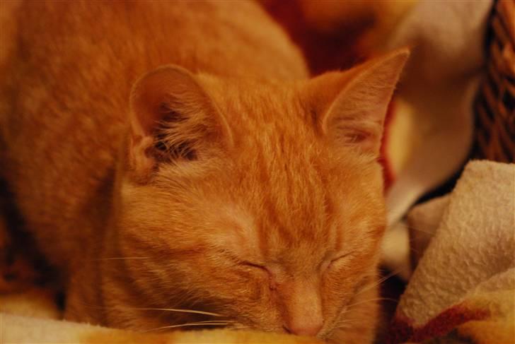 Blanding af racer Elvis billede 7