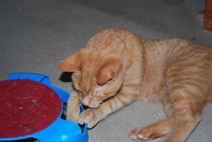 Blanding af racer Elvis billede 8