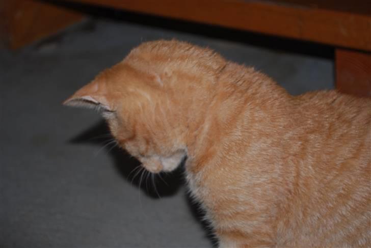 Blanding af racer Elvis billede 9