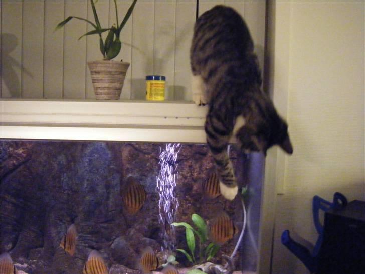 Huskat max - kom her i små god bider  billede 9