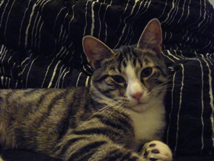 Huskat max billede 10