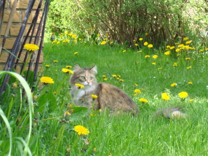 Blanding af racer fire i himlen ;( billede 13