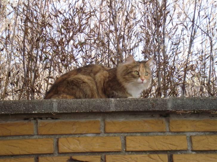 Blanding af racer fire i himlen ;( billede 14