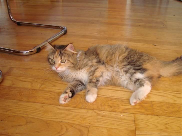 Blanding af racer fire i himlen ;( billede 15