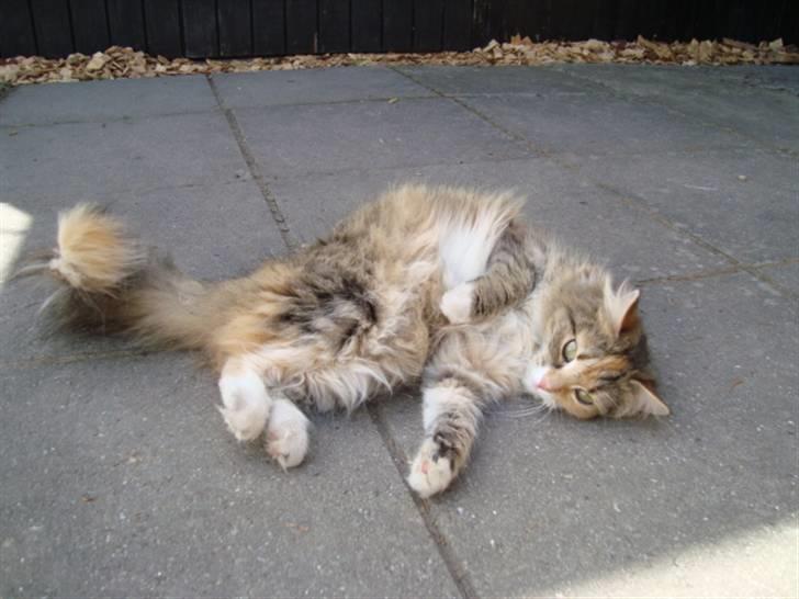 Blanding af racer fire i himlen ;( billede 16