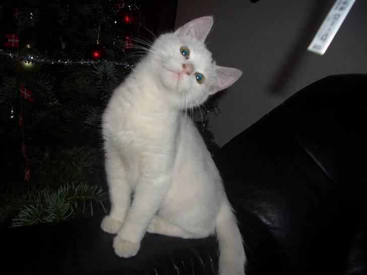 Blanding af racer Simba... R.I.P. billede 1