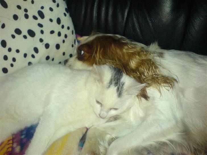 Blanding af racer Simba... R.I.P. billede 2