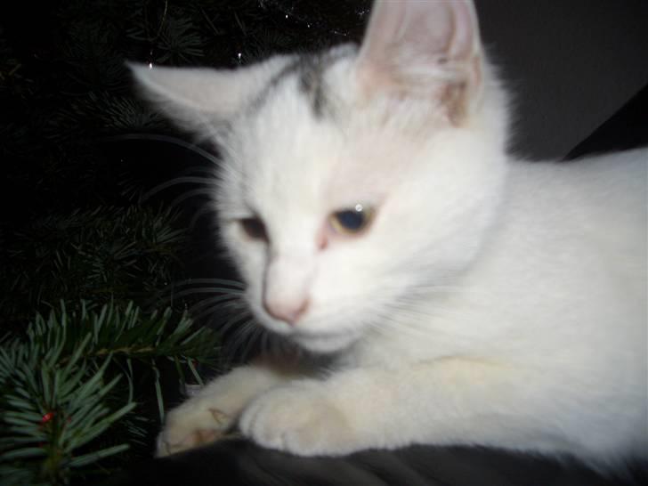 Blanding af racer Simba... R.I.P. billede 3