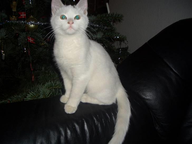 Blanding af racer Simba... R.I.P. billede 4