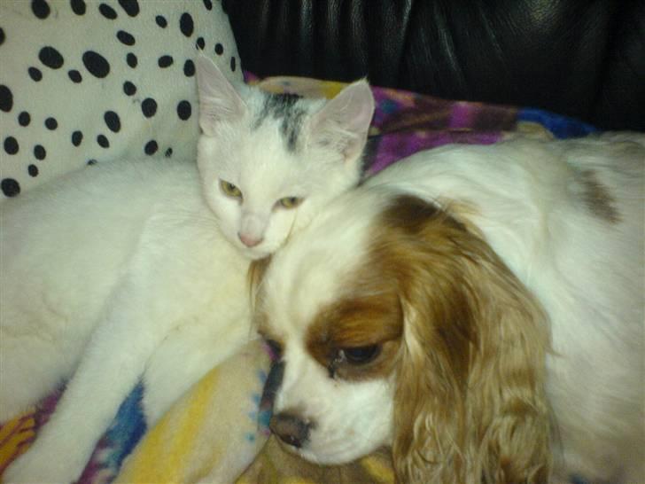 Blanding af racer Simba... R.I.P. billede 5