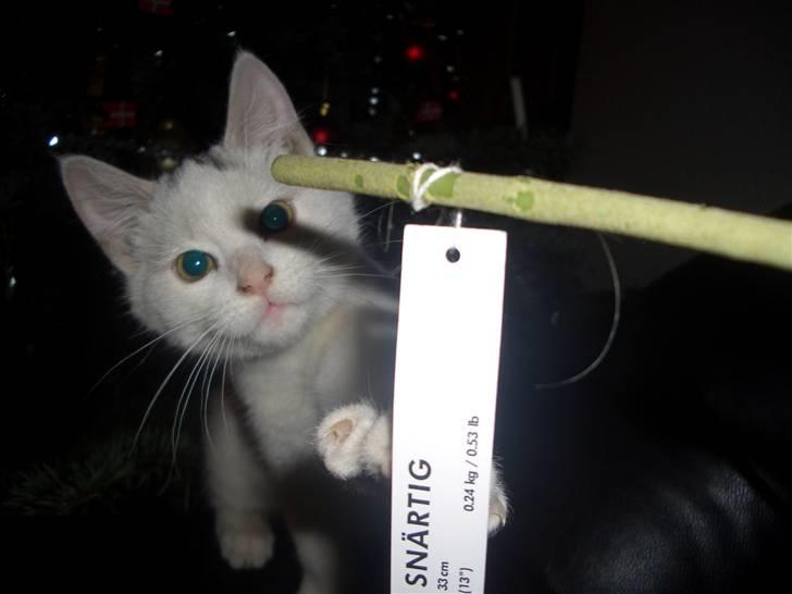 Blanding af racer Simba... R.I.P. billede 6