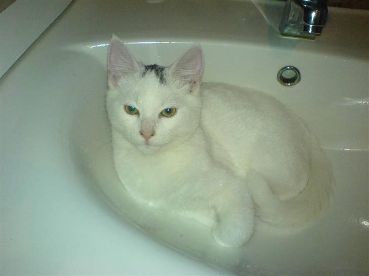 Blanding af racer Simba... R.I.P. billede 7