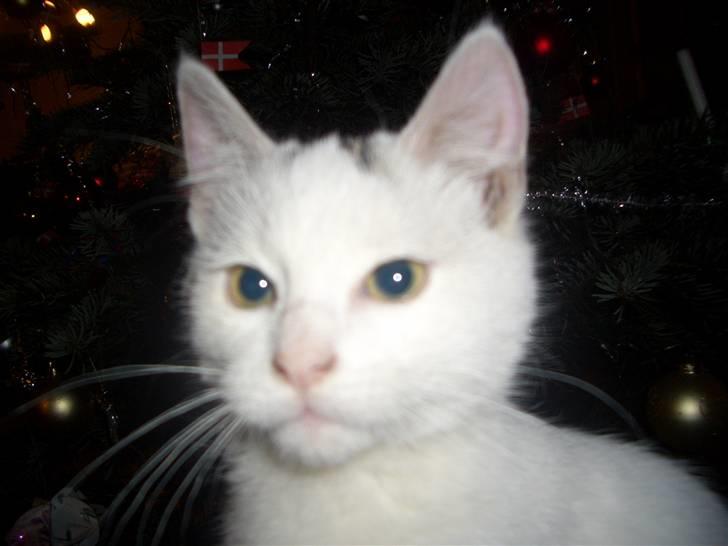 Blanding af racer Simba... R.I.P. billede 8