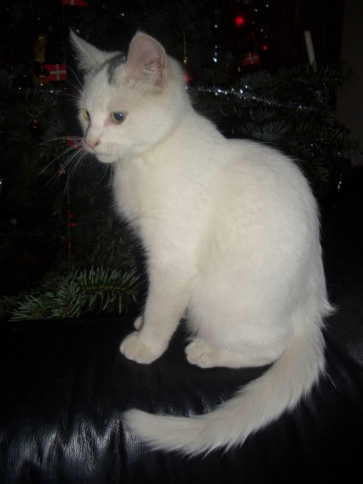 Blanding af racer Simba... R.I.P. billede 9