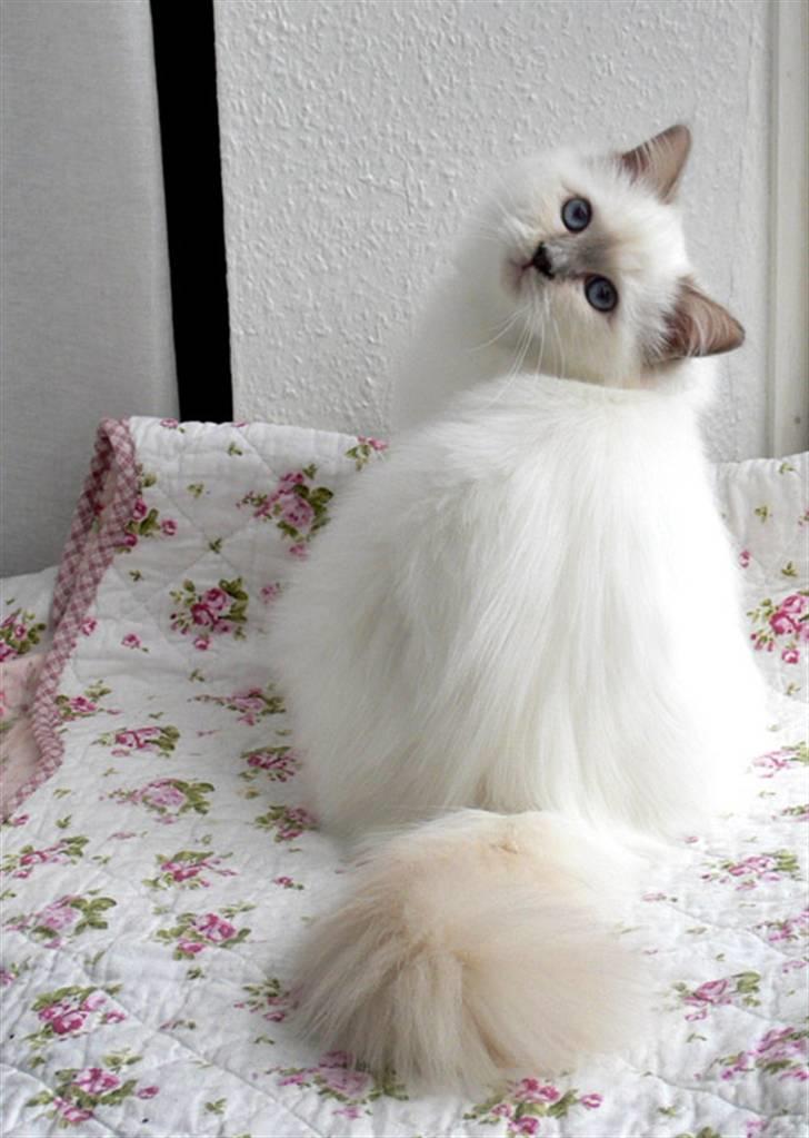 Hellig Birma Sweet Candy Candy SongHio billede 1