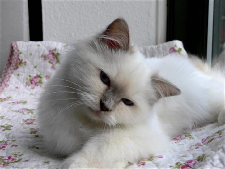 Hellig Birma Sweet Candy Candy SongHio billede 2