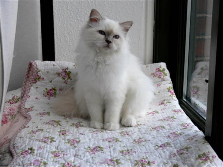 Hellig Birma Sweet Candy Candy SongHio billede 3