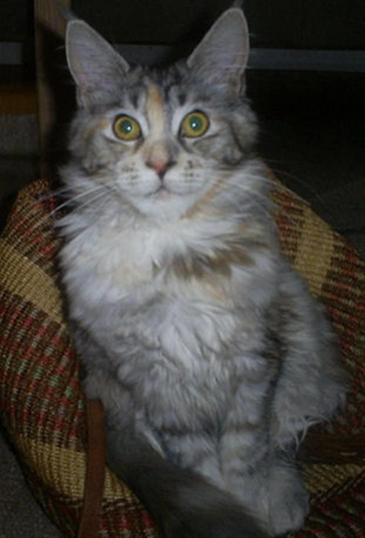 Maine Coon Cassiopaia billede 1