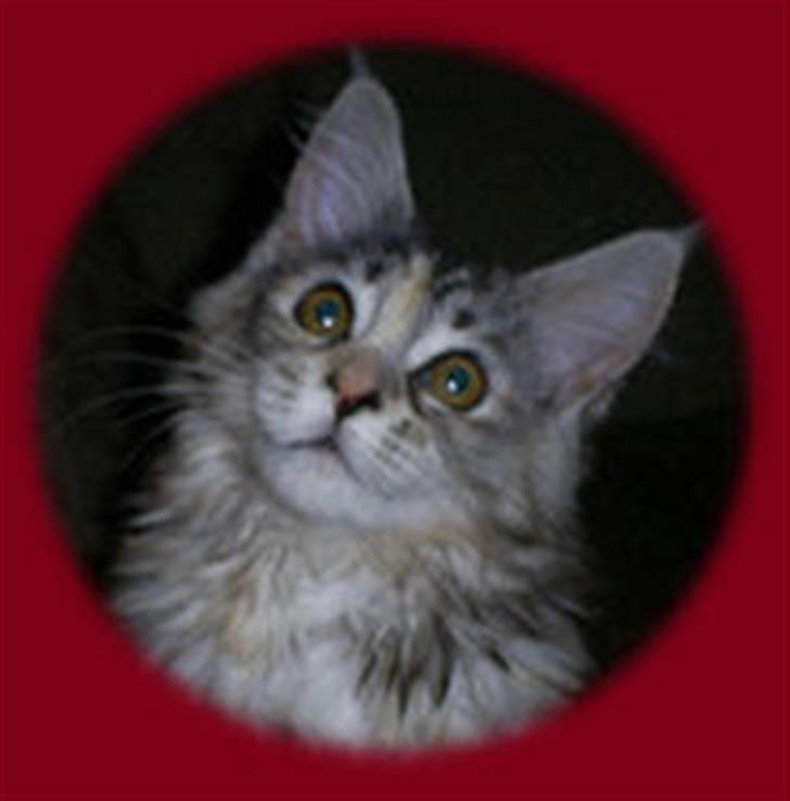 Maine Coon Cassiopaia billede 4