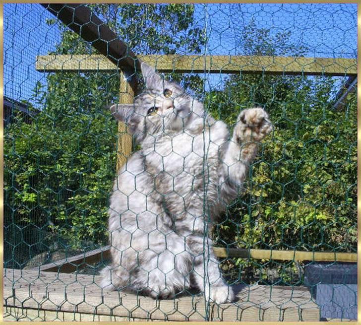 Maine Coon Cassiopaia billede 5