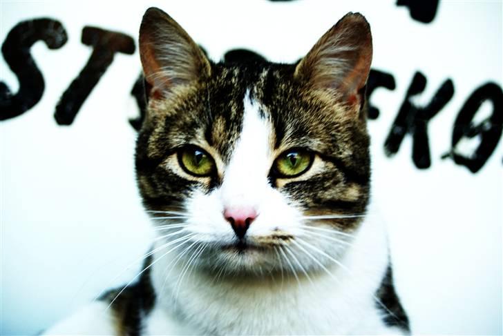 Huskat Minni - Velkommen til Minni´s profil :) billede 1