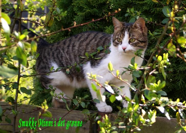Huskat Minni - :) billede 2