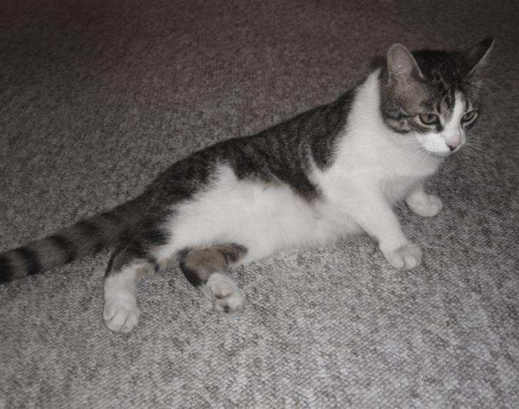 Huskat Minni billede 3