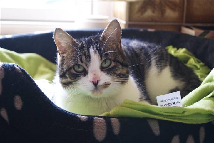 Huskat Minni - Januar 2010 billede 4