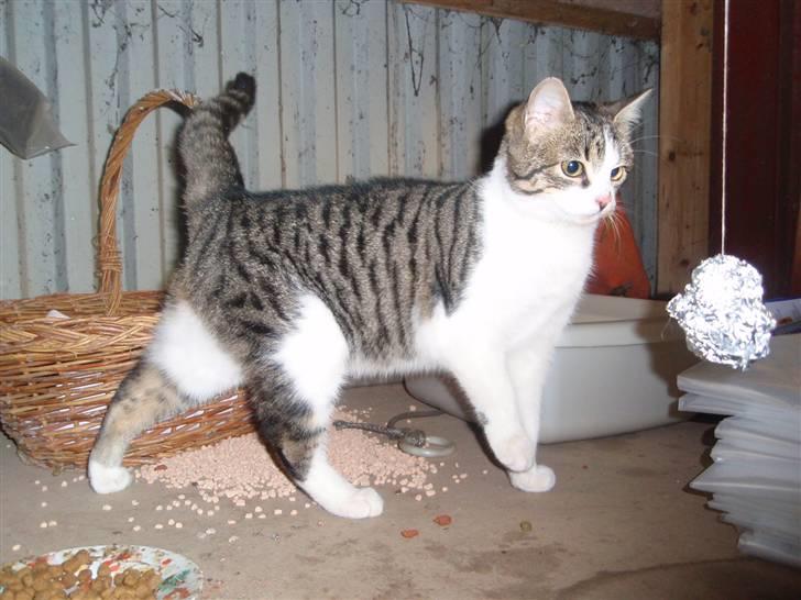 Huskat Minni billede 5