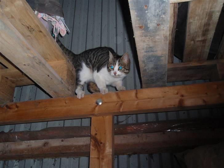 Huskat Minni - Bliver bange for Django (min hund) det var i starten da hun lige var kommet hertil billede 6